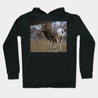 Big Horn Sheep Hoodie